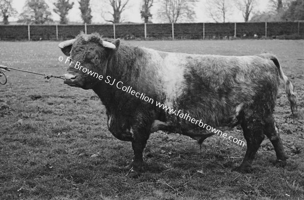 ON THE FARM PRIZE BULL